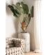 PLANTA PARADISE