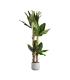 PLANTA PLATANERO