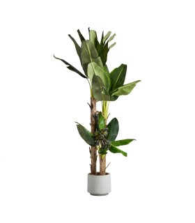 PLANTA PLATANERO