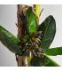 PLANTA PLATANERO