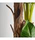 PLANTA PLATANERO