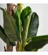 PLANTA PLATANERO