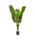 PLANTA BANANERA