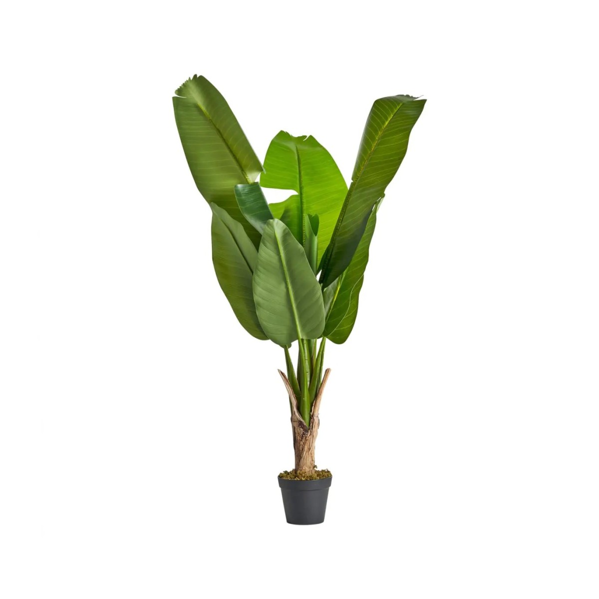 PLANTA BANANERA
