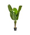 Banana plant