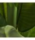 PLANTA BANANERA