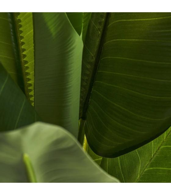PLANTA BANANERA