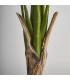 PLANTA BANANERA
