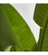 PLANTA BANANERA