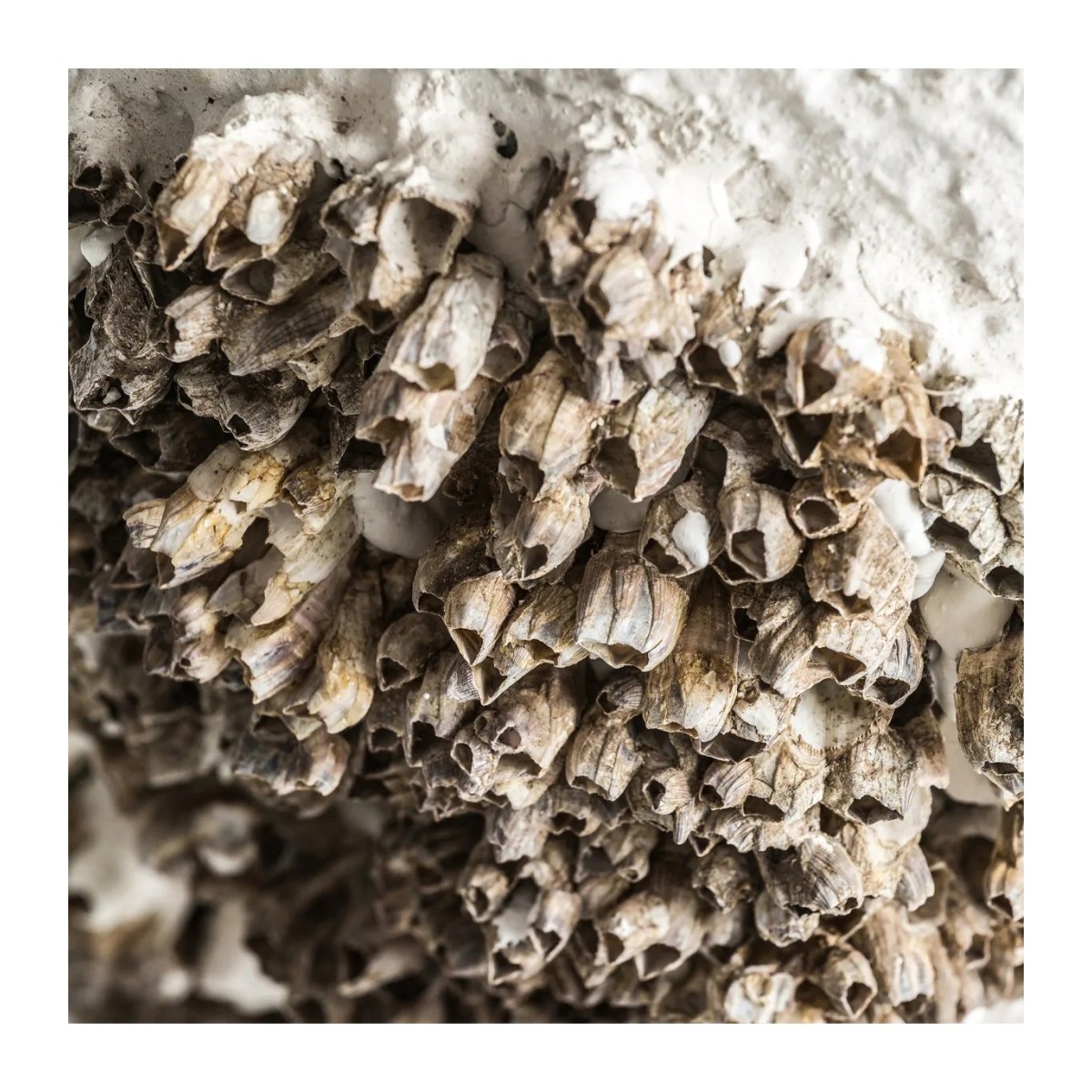 LÁMPARA DE SOBREMESA THORA