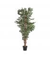 PLANTA FICUS