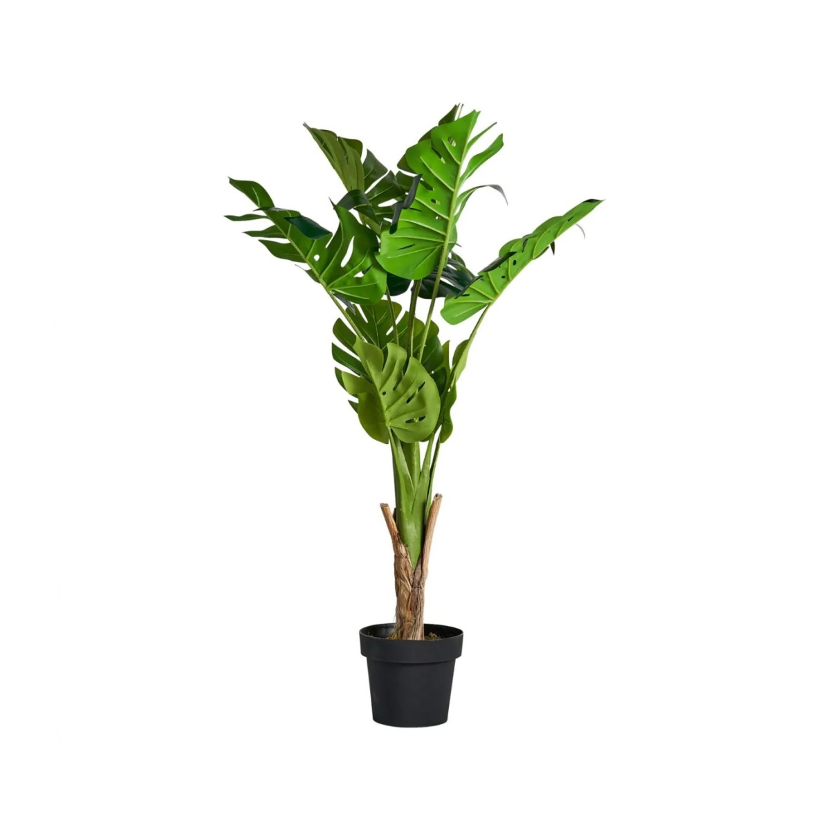 PLANTA MONSTERA
