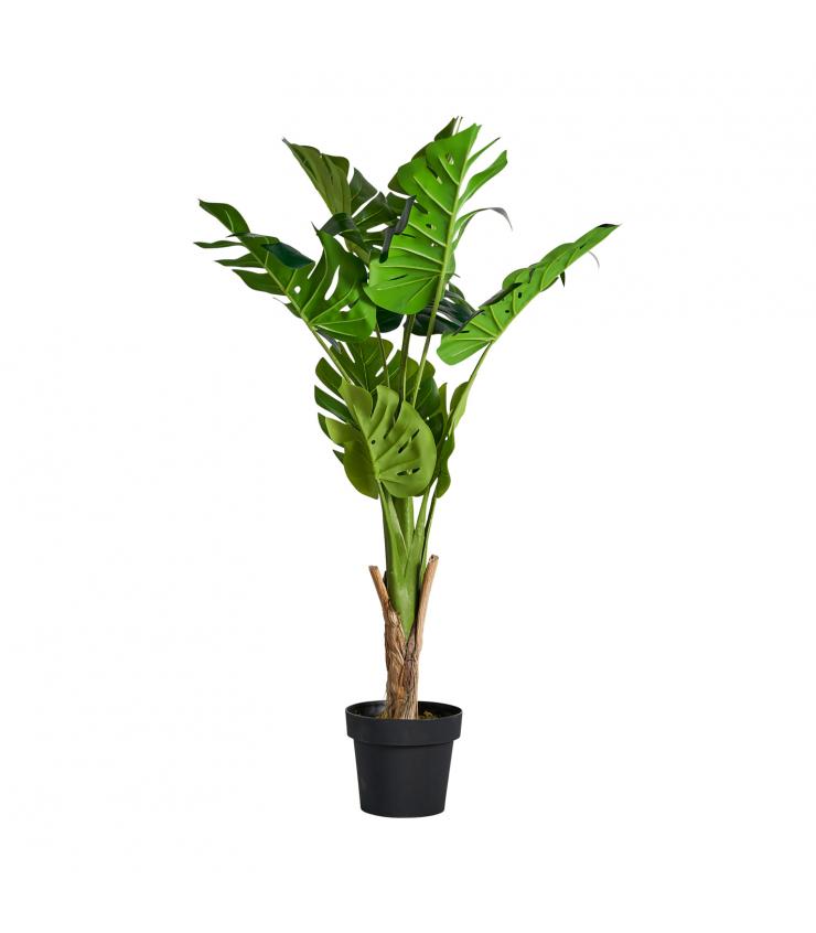 PLANTA MONSTERA