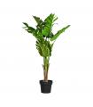 PLANTA MONSTERA