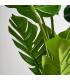 PLANTA MONSTERA