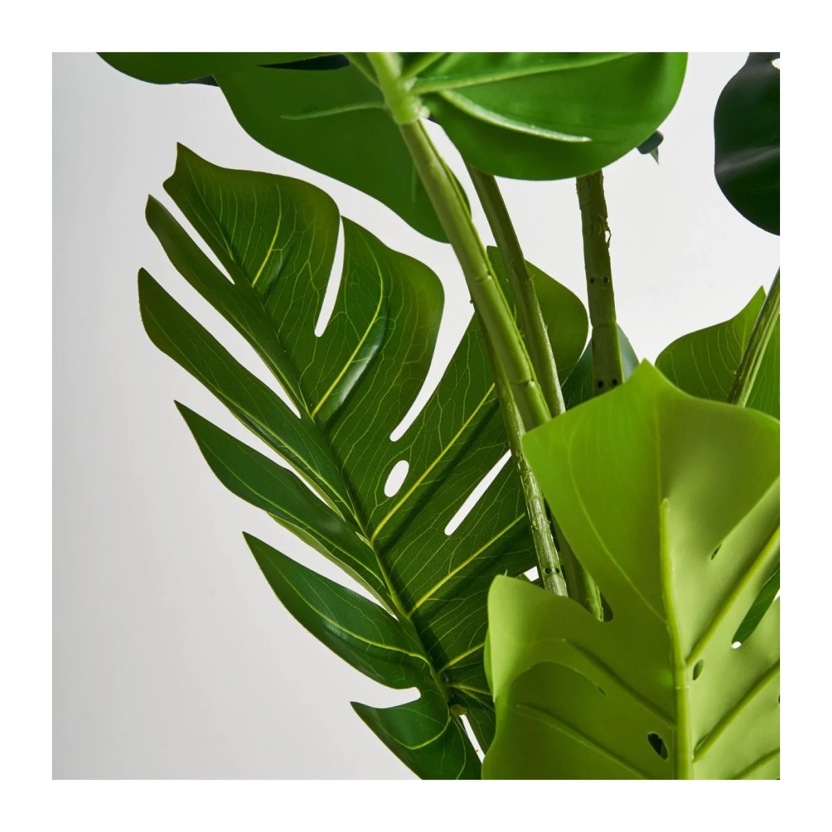 PLANTA MONSTERA