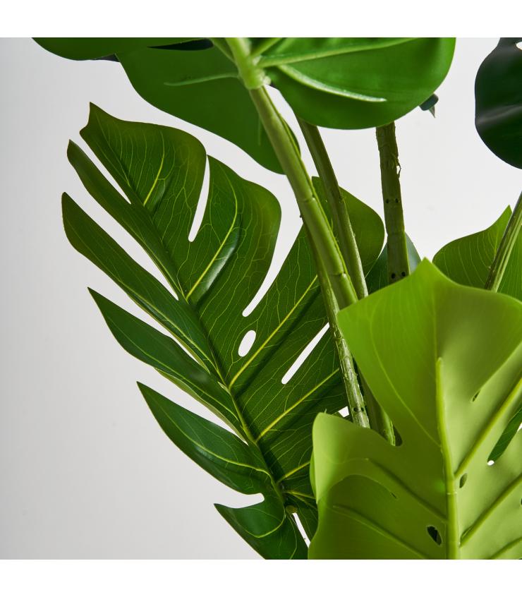 PLANTA MONSTERA