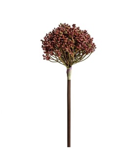 PLANTA ALLIUM