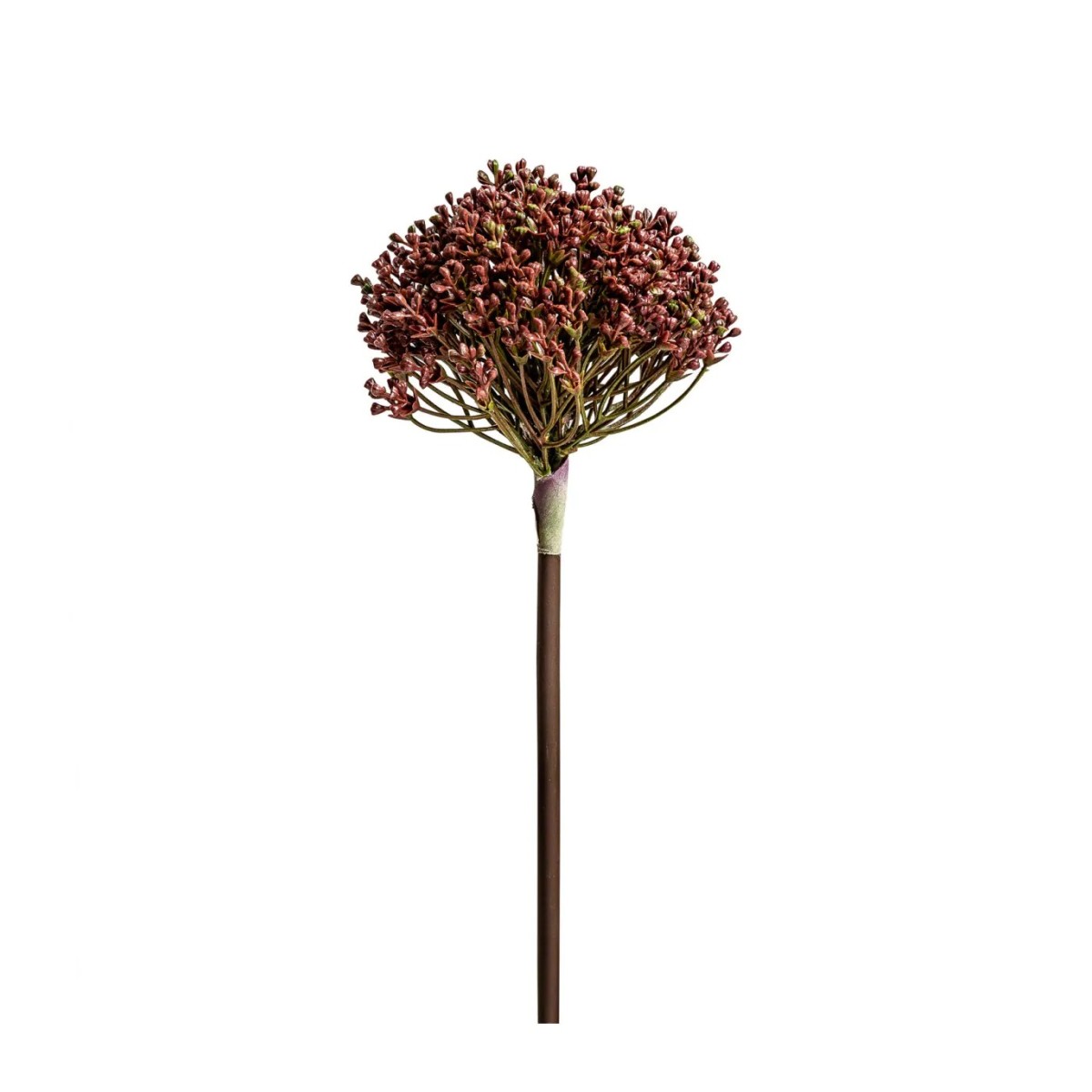 PLANTA ALLIUM
