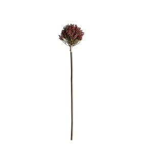 PLANTA ALLIUM
