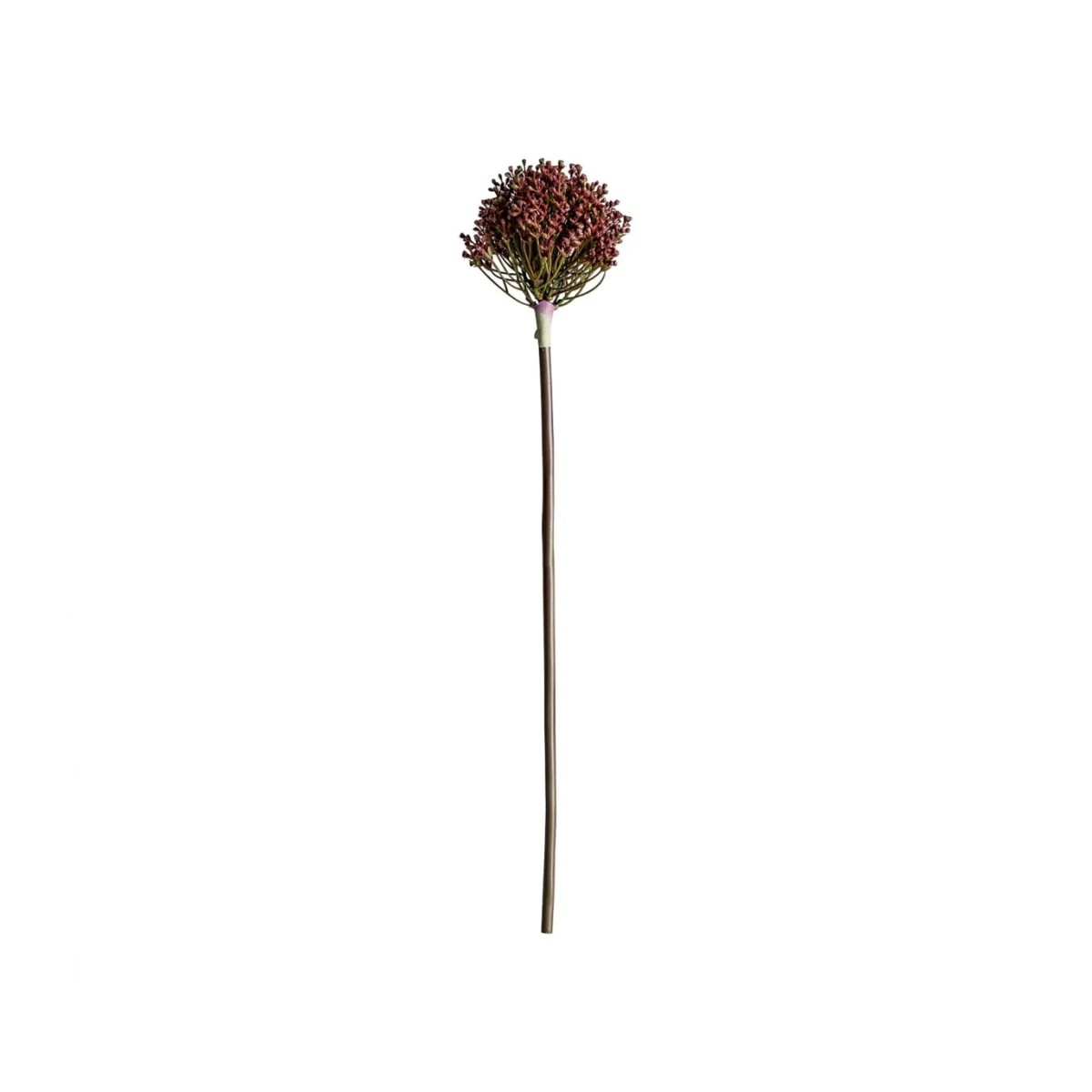 PLANTA ALLIUM