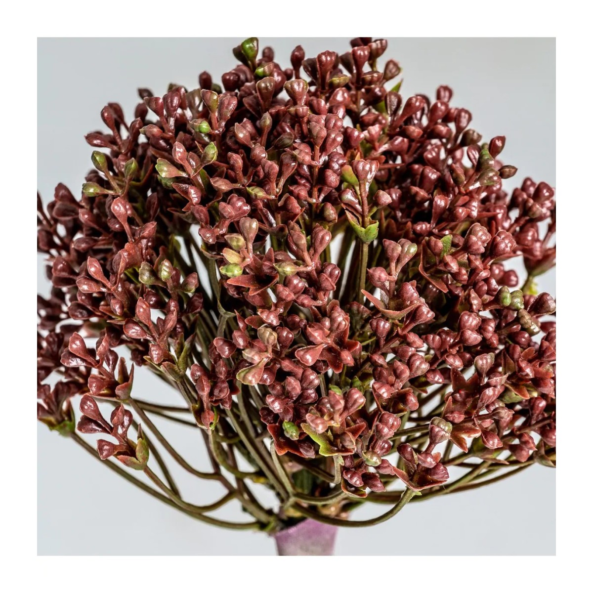 PLANTA ALLIUM