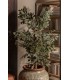 PLANTA FICUS