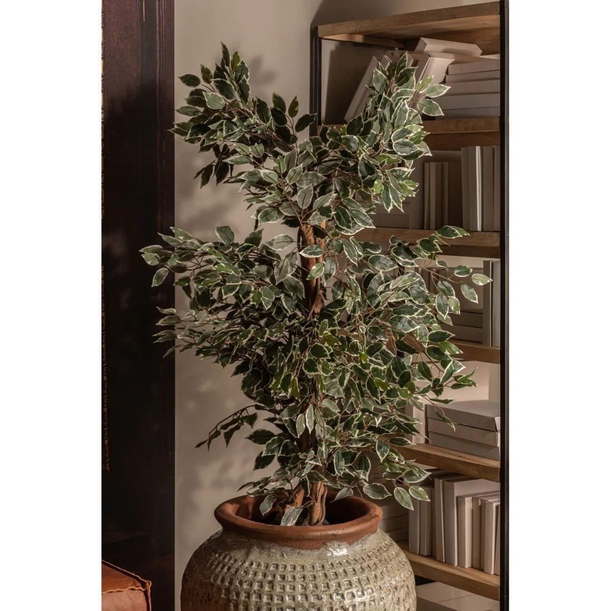 PLANTA FICUS