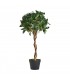 PLANTA LAUREL