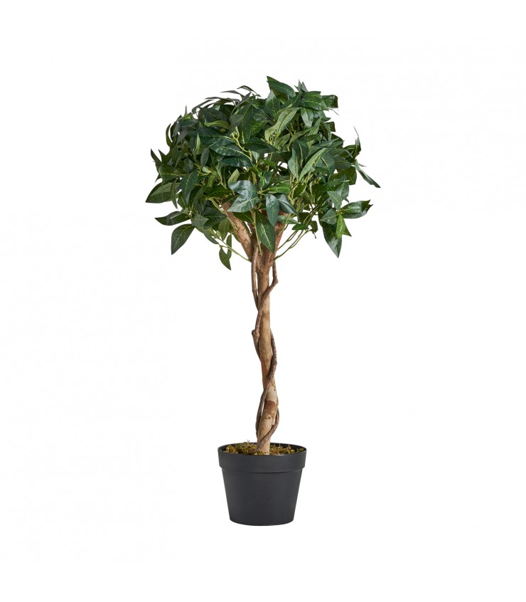PLANTA LAUREL