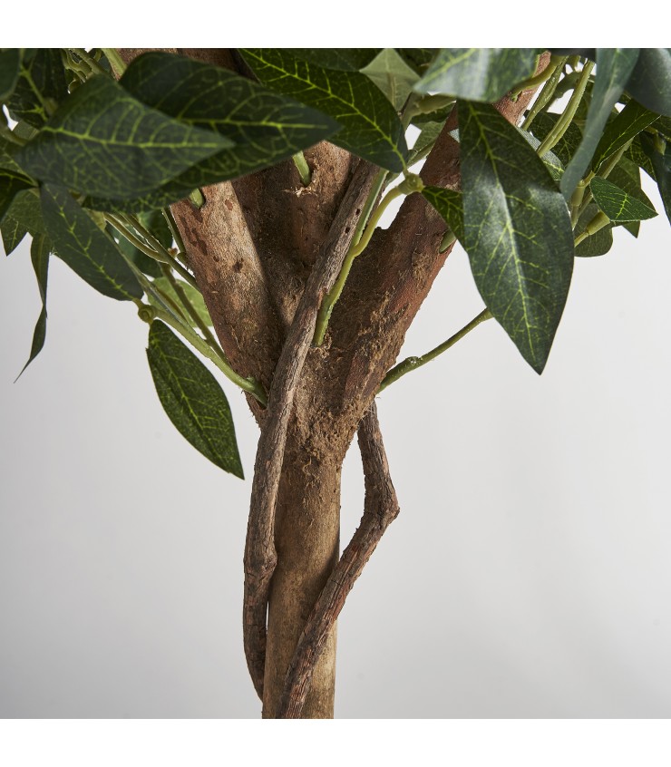PLANTA LAUREL