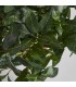 PLANTA LAUREL