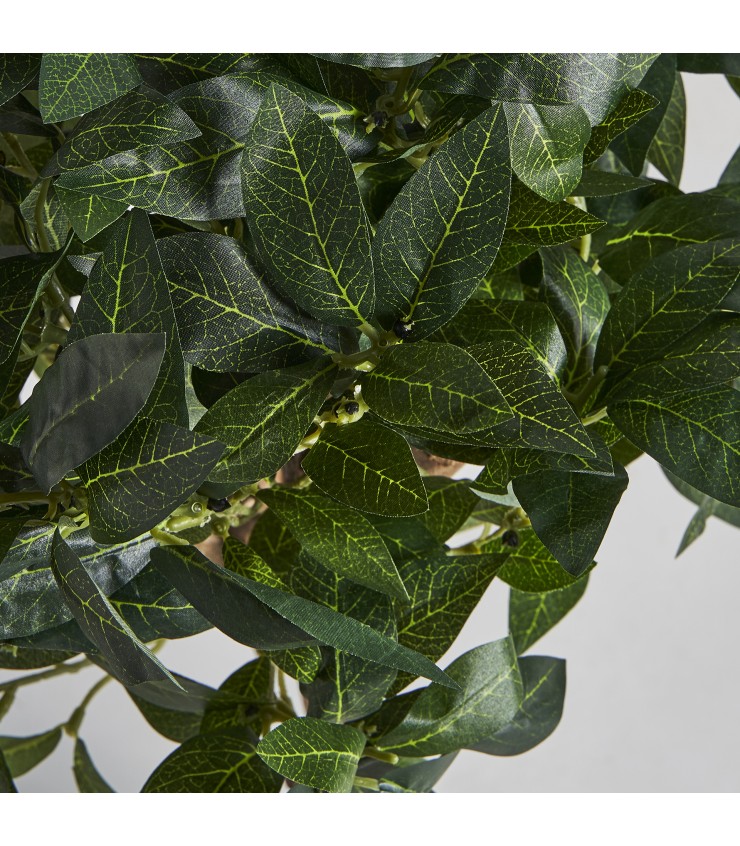 PLANTA LAUREL