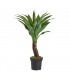PLANTA YUCCA