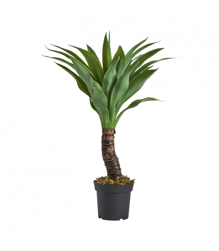 PLANTA YUCCA