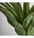 PLANTA YUCCA