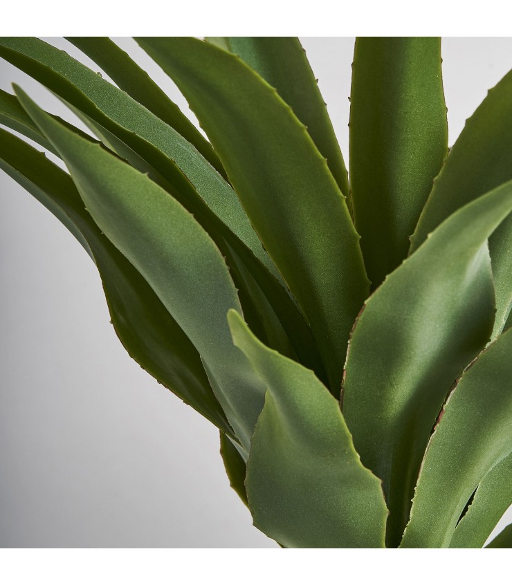 PLANTA YUCCA