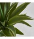 PLANTA YUCCA
