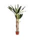 PLANTA BANANERO