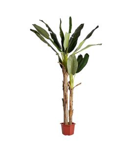 PLANTA BANANERO