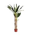 PLANTA BANANERO