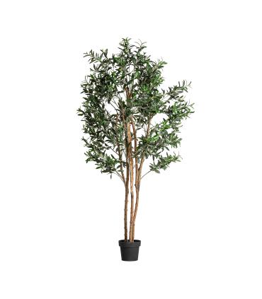 PLANTA OLIVO