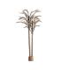 PLANTA ARECA