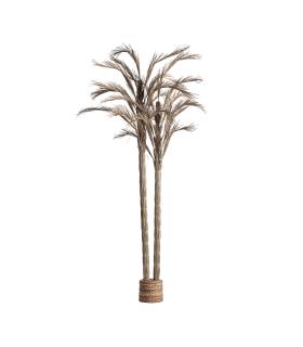 PLANTA ARECA