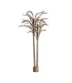 PLANTA ARECA