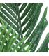 PLANTA ARECA
