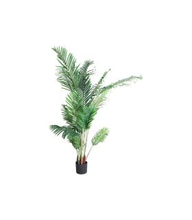 PLANTA ARECA