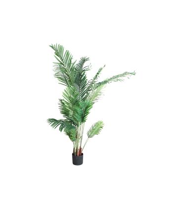 PLANTA ARECA