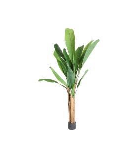 PLANTA BANANERA