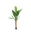 PLANTA BANANERA XO